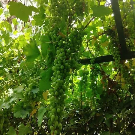 Vila Muestakil, Oezel Havuzlu, Jakuzi Ve Saunali Belek