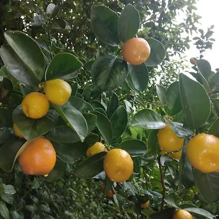 Muestakil, Oezel Havuzlu, Jakuzi Ve Saunali Vila *